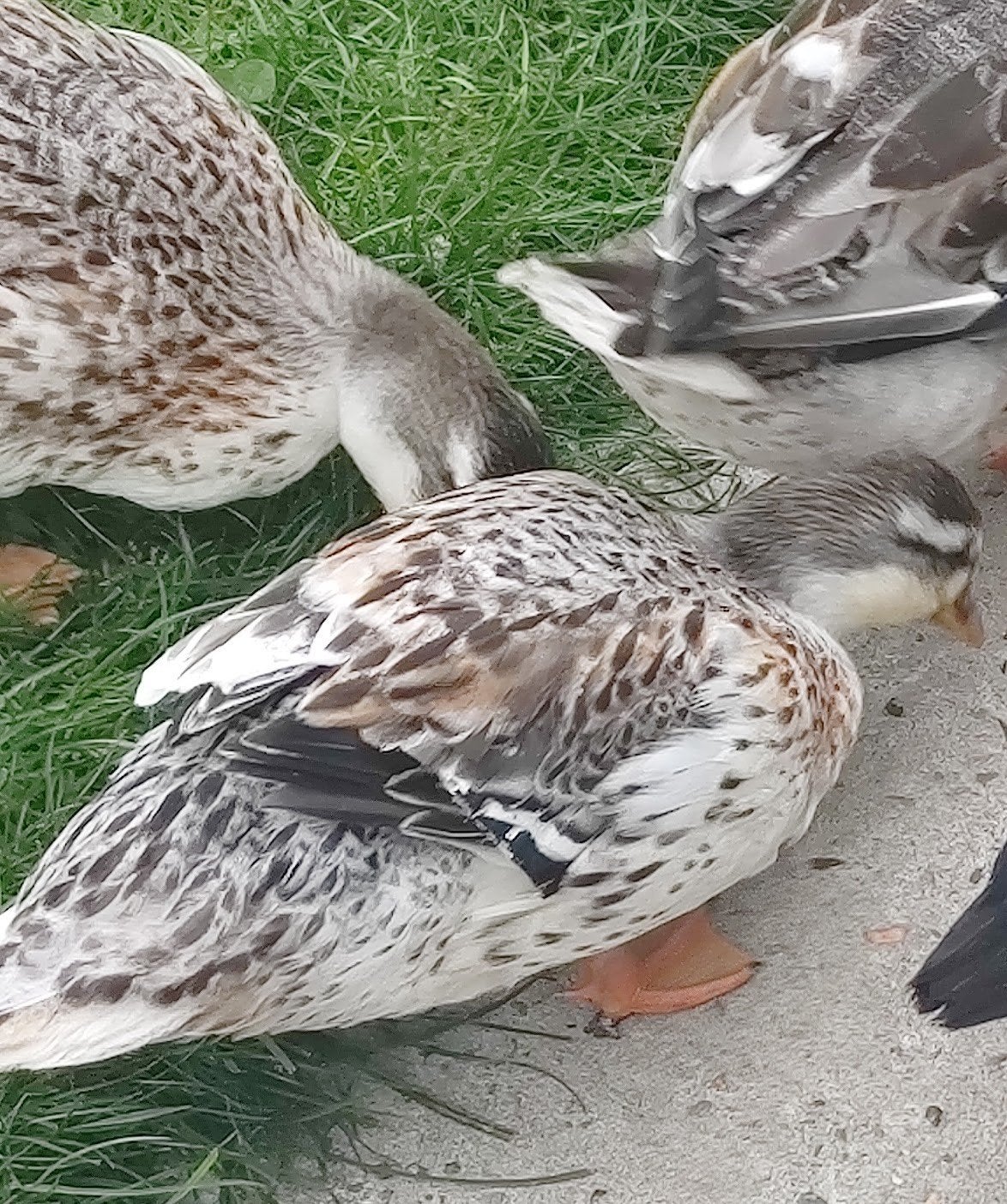 Trio kwakers, Dieren en Toebehoren, Meerdere dieren, Eend