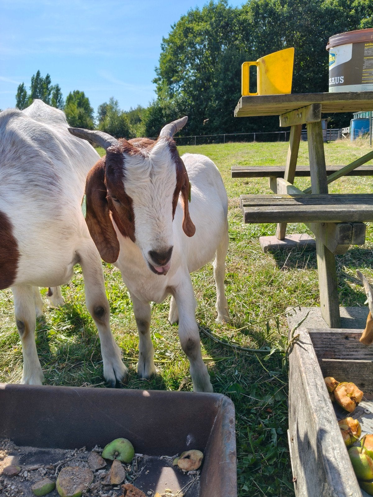 Lief boergeit ooitje van een half jaar oud, Dieren en Toebehoren, Schapen, Geiten en Varkens, 0 tot 2 jaar