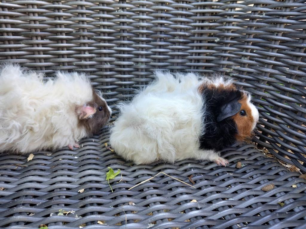 Lunkarya,gladhaar, ch teddy beertjes, April, Mannelijk, Cavia