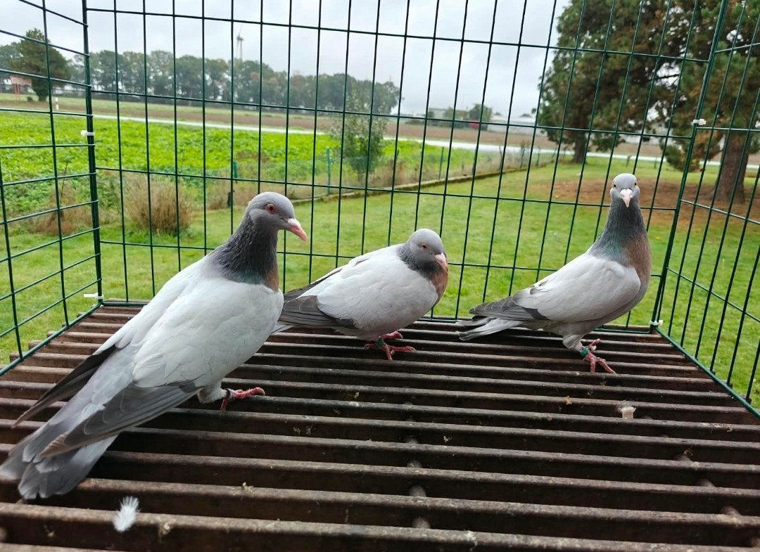 Sierduiven te koop, Dieren en Toebehoren, Meerdere dieren, Overige soorten