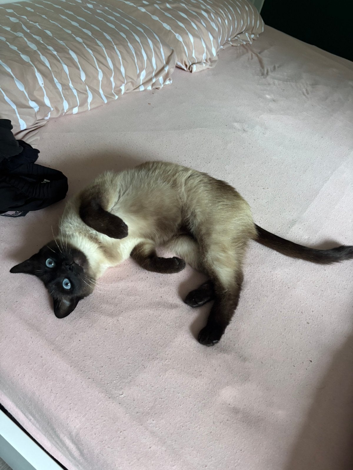 Super lieve Siamees kat, Dieren en Toebehoren, Katten en Kittens | Raskatten | Korthaar, Kater