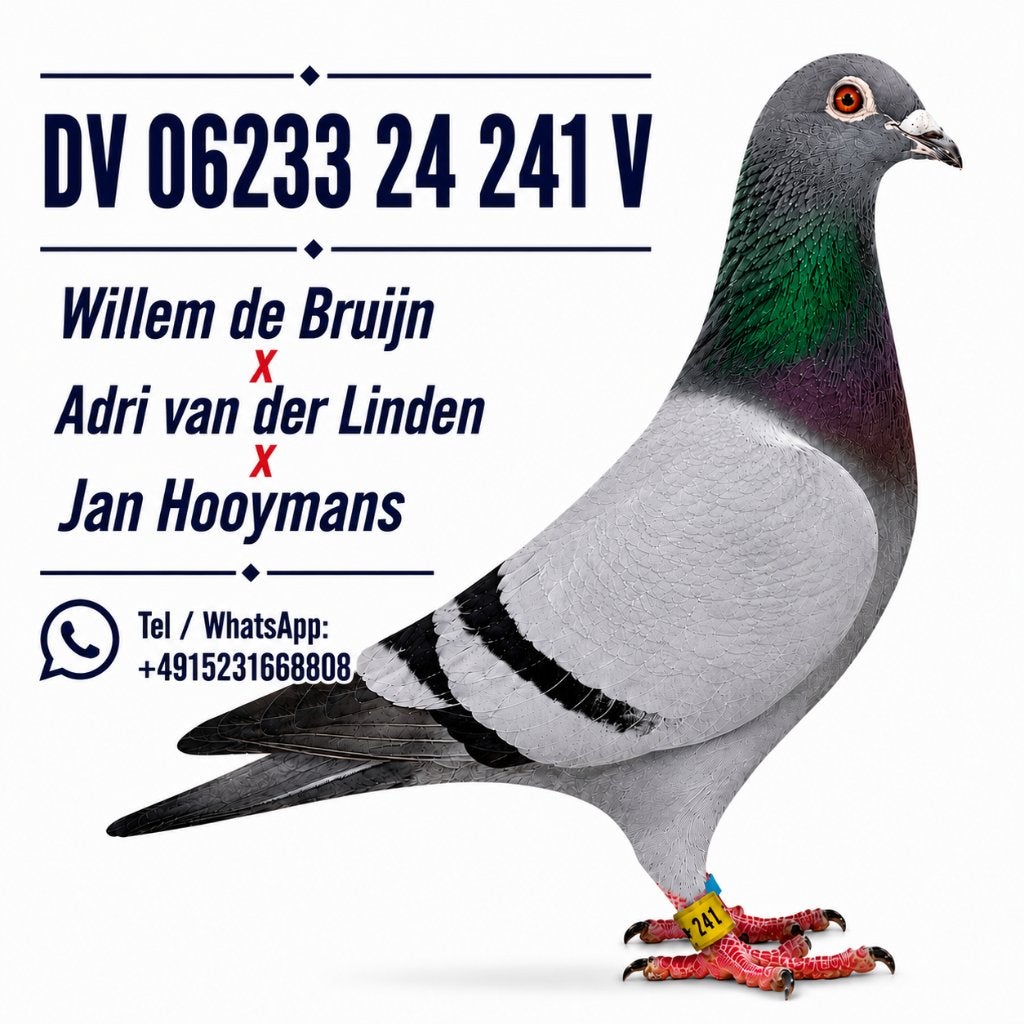 Doffer Willem de Bruijn x Adri van der Linden x Jan Hooymans, Mannelijk, Postduif