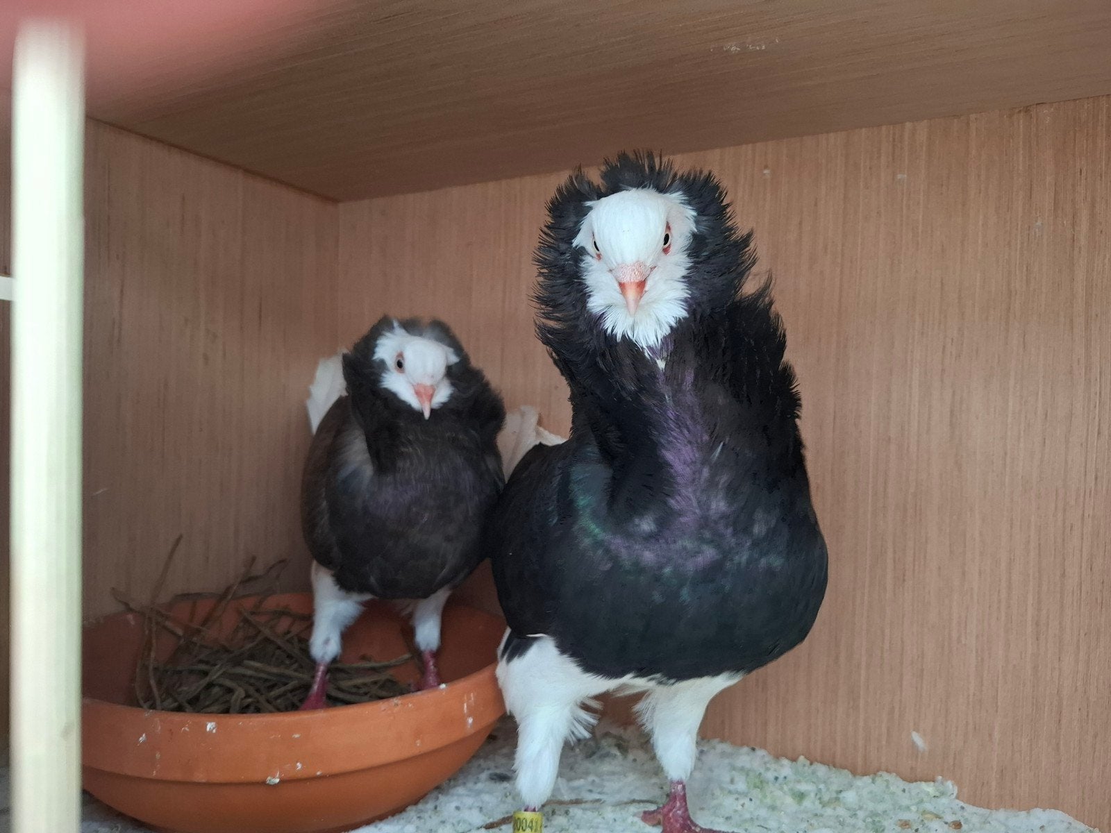 koppel kapucijnduiven, Dieren en Toebehoren, Meerdere dieren, Postduif