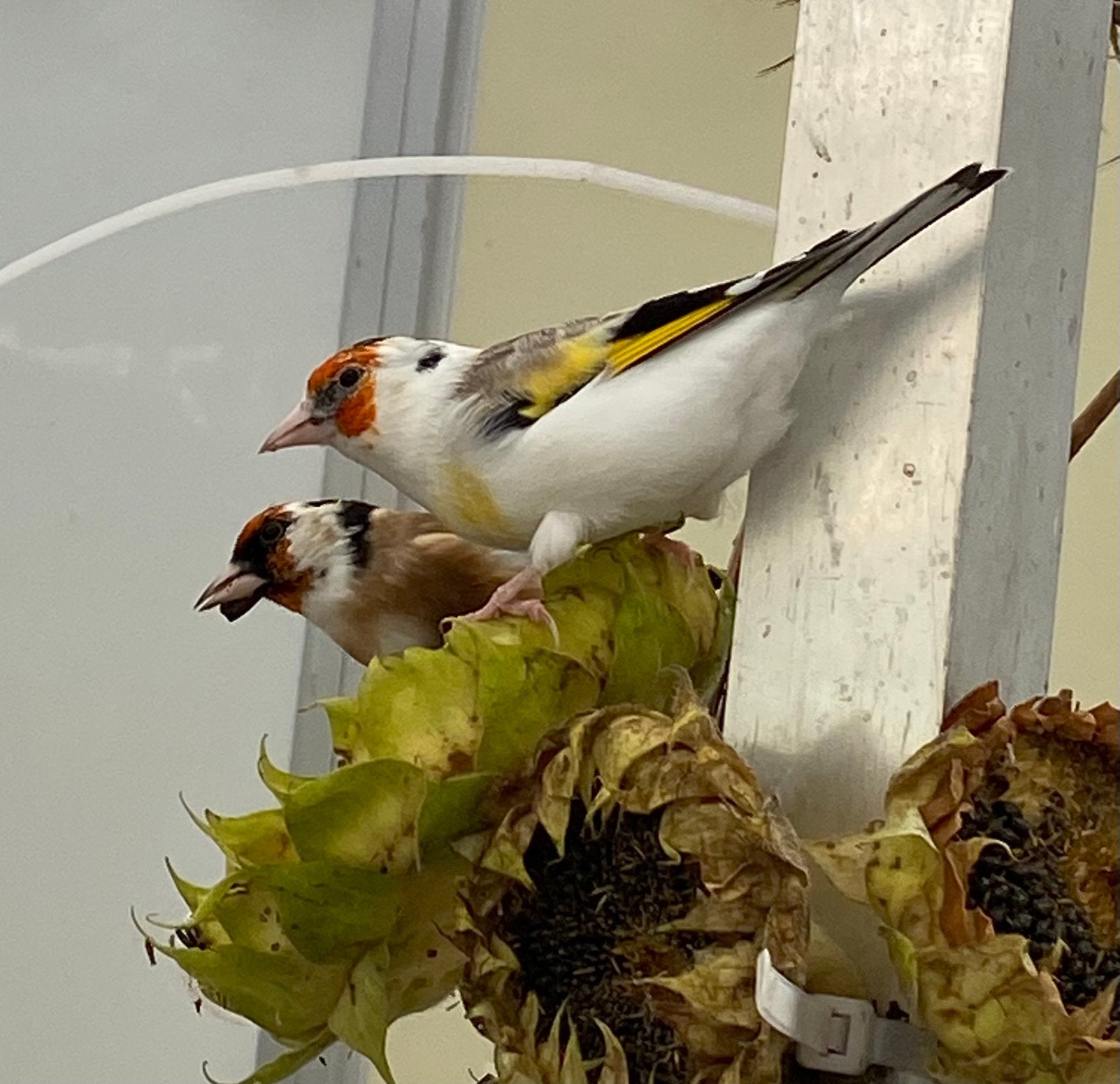 Major putter man 2026, Dieren en Toebehoren, Mannelijk, Wildzangvogel, Geringd