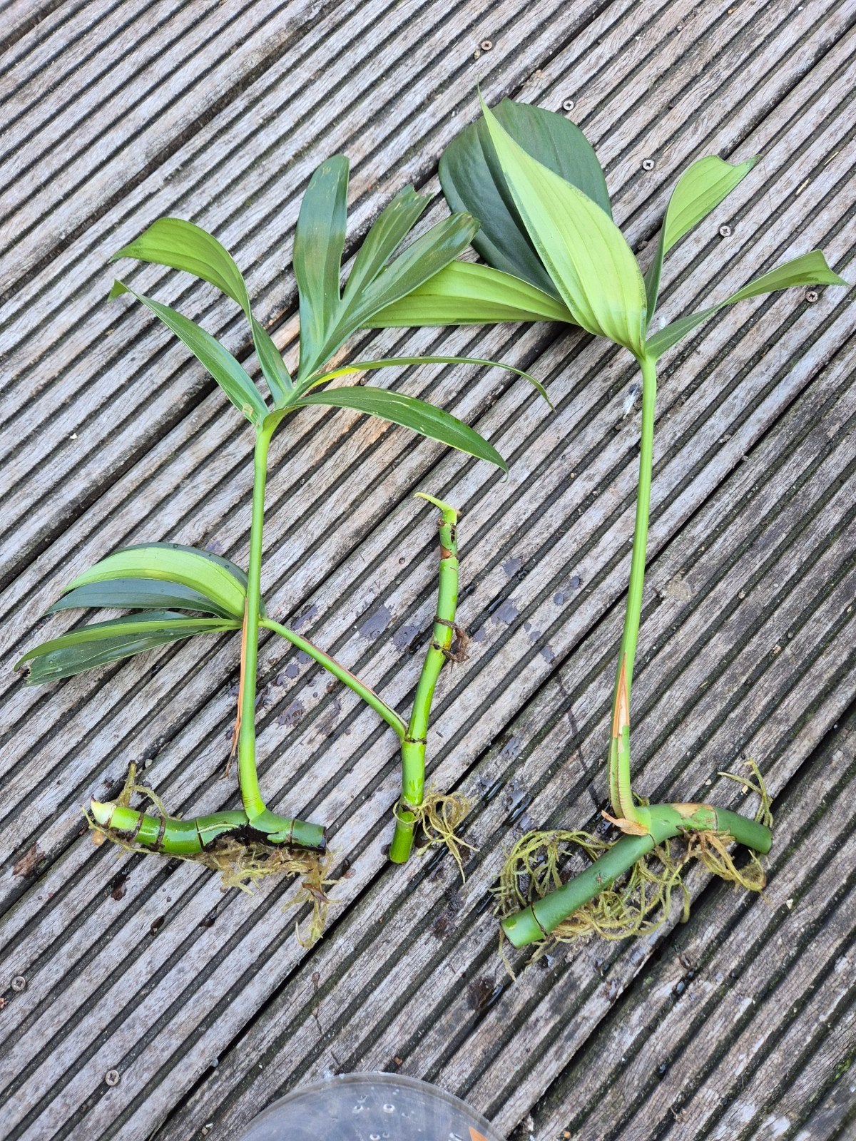 Rhaphidophora decursiva stekken - Grote bladeren, Ophalen, Halfschaduw, Minder dan 100 cm