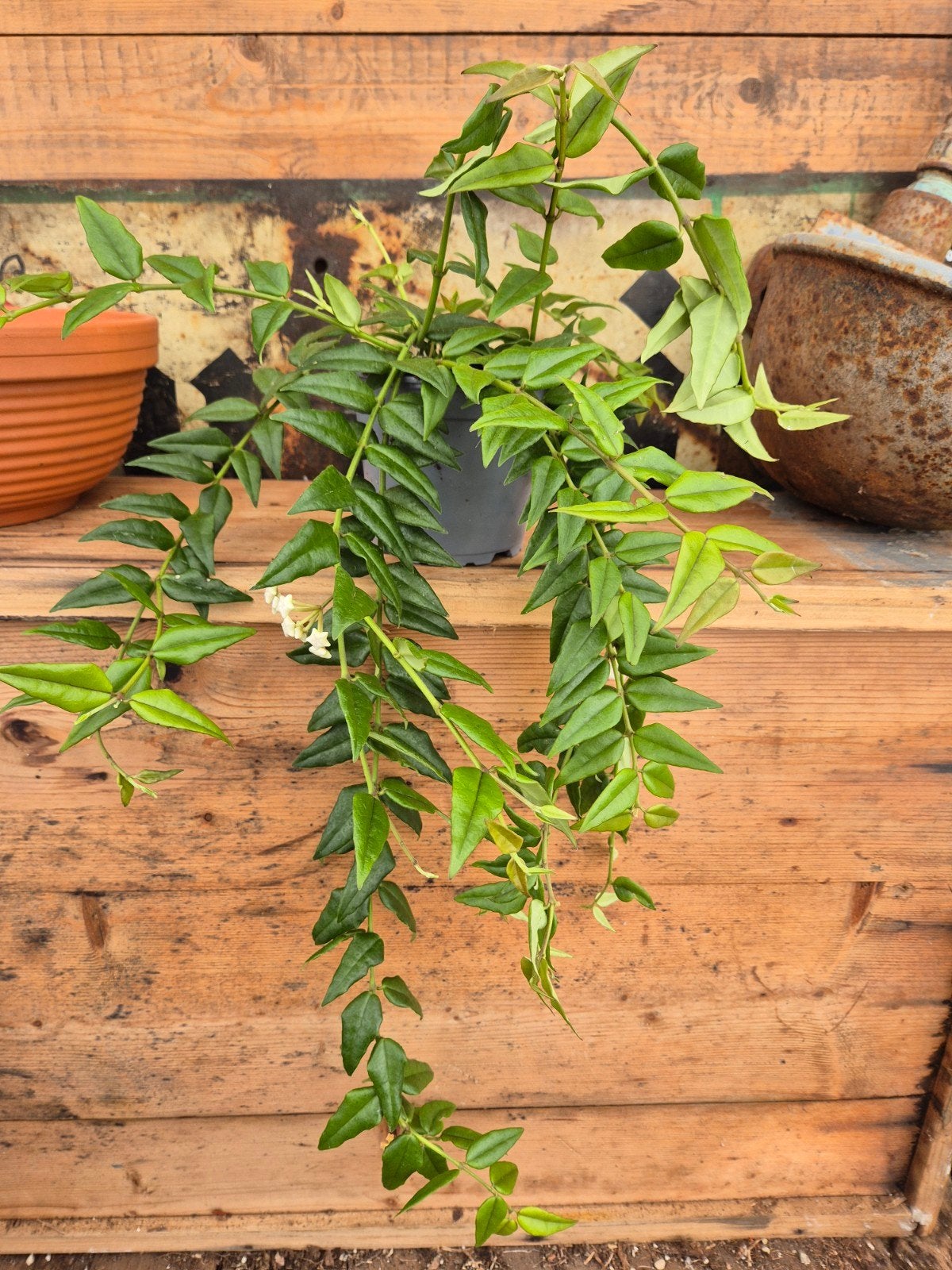 Hoya Bella p12 (5)
