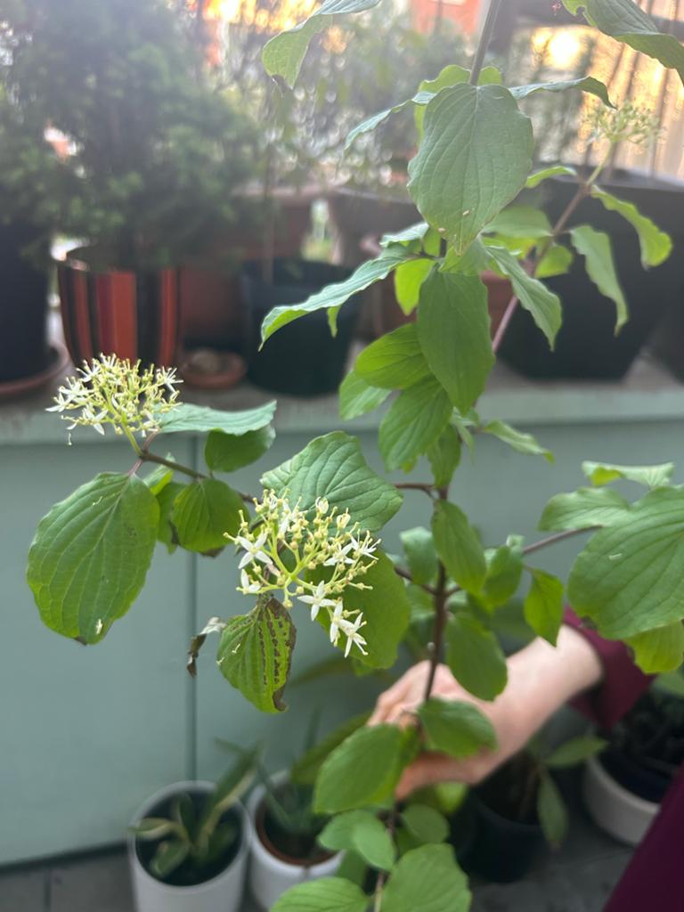 Rode Kornoelje (Cornus sanguinea) - Prachtige Heester, Overige soorten, Vaste plant, Ophalen of Verzenden, Halfschaduw