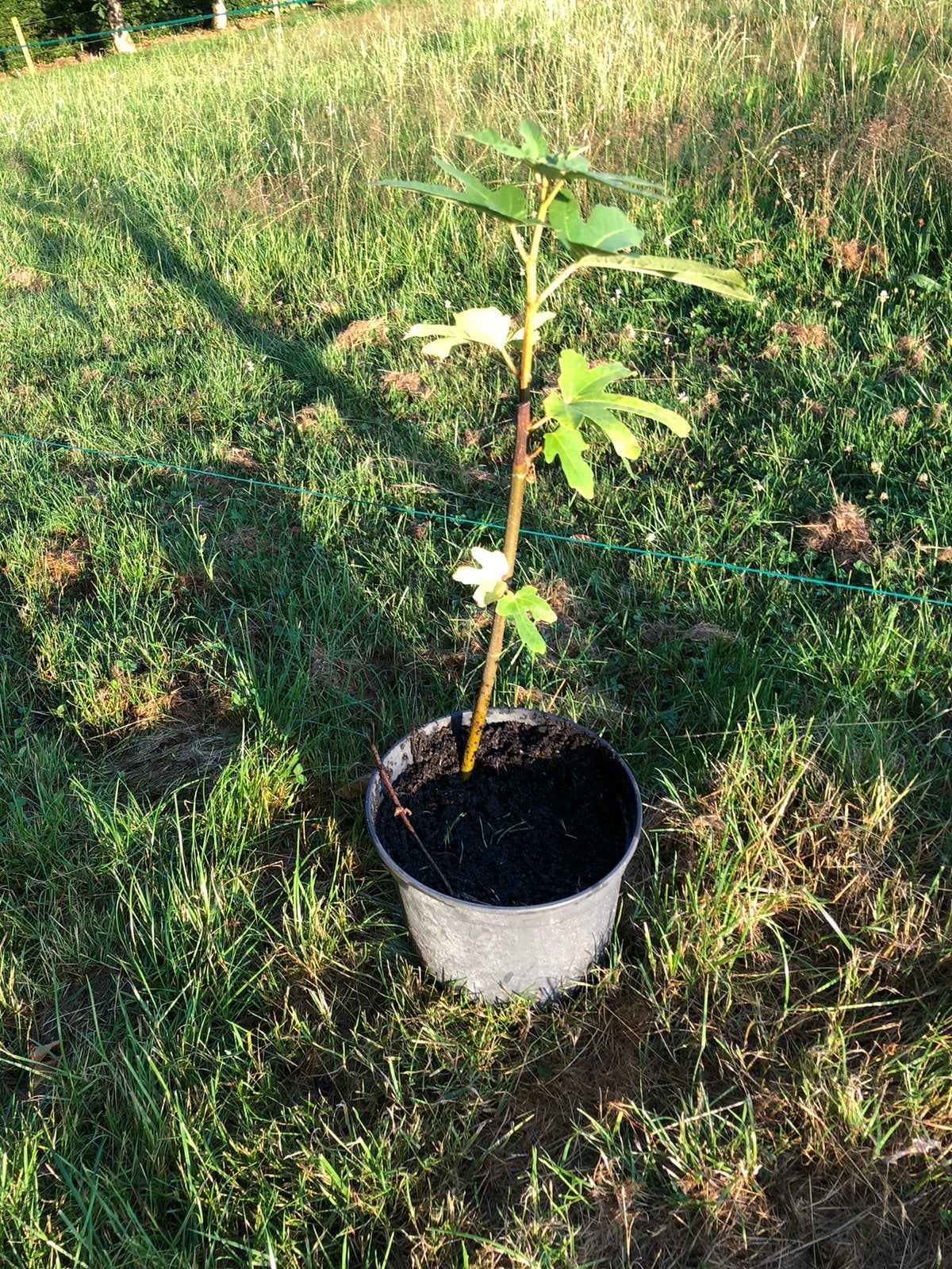 Vijgen stek, Tuin en Terras, Planten | Fruitbomen, Ophalen, Minder dan 100 cm, Overige soorten, Zomer