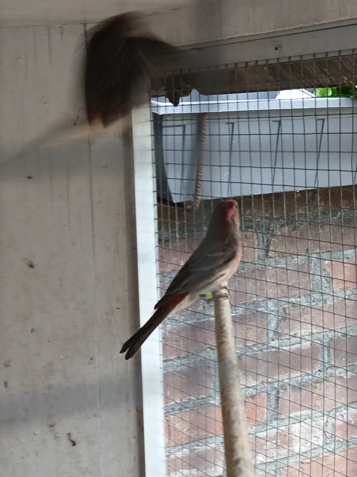 Te koop 2 Mexicaanse rood mussen, Dieren en Toebehoren, Mannelijk, Parkiet