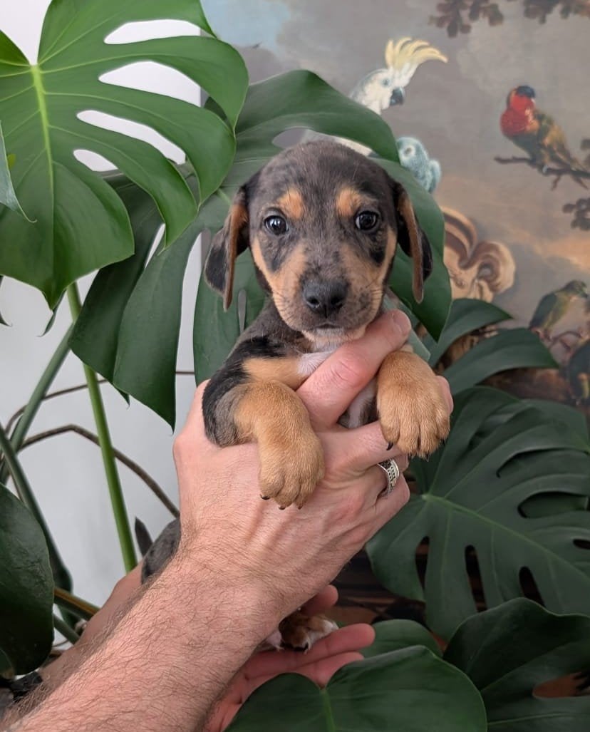 Merle jack Russel pups, Jack Russell Terriër, Reu, 8 tot 15 weken, Meerdere