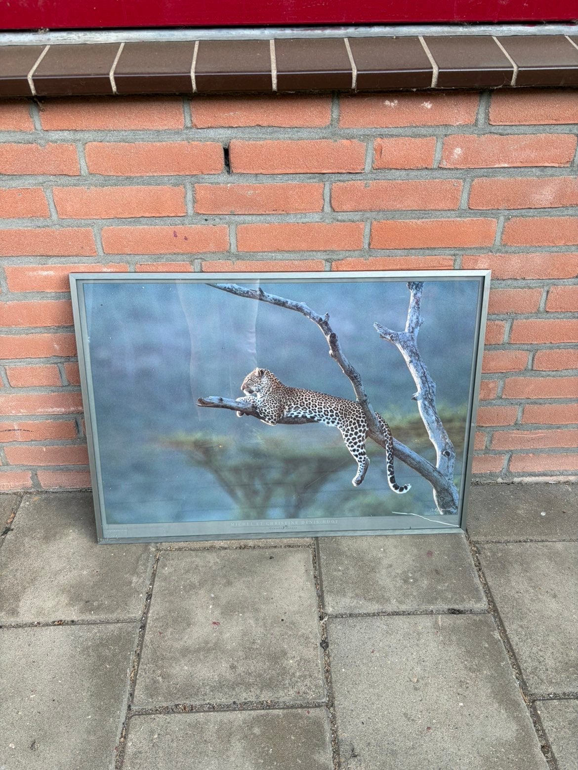 Mooie luipaard op boomstam schilderij, Ophalen, Gebruikt, 50 tot 75 cm, Schilderij