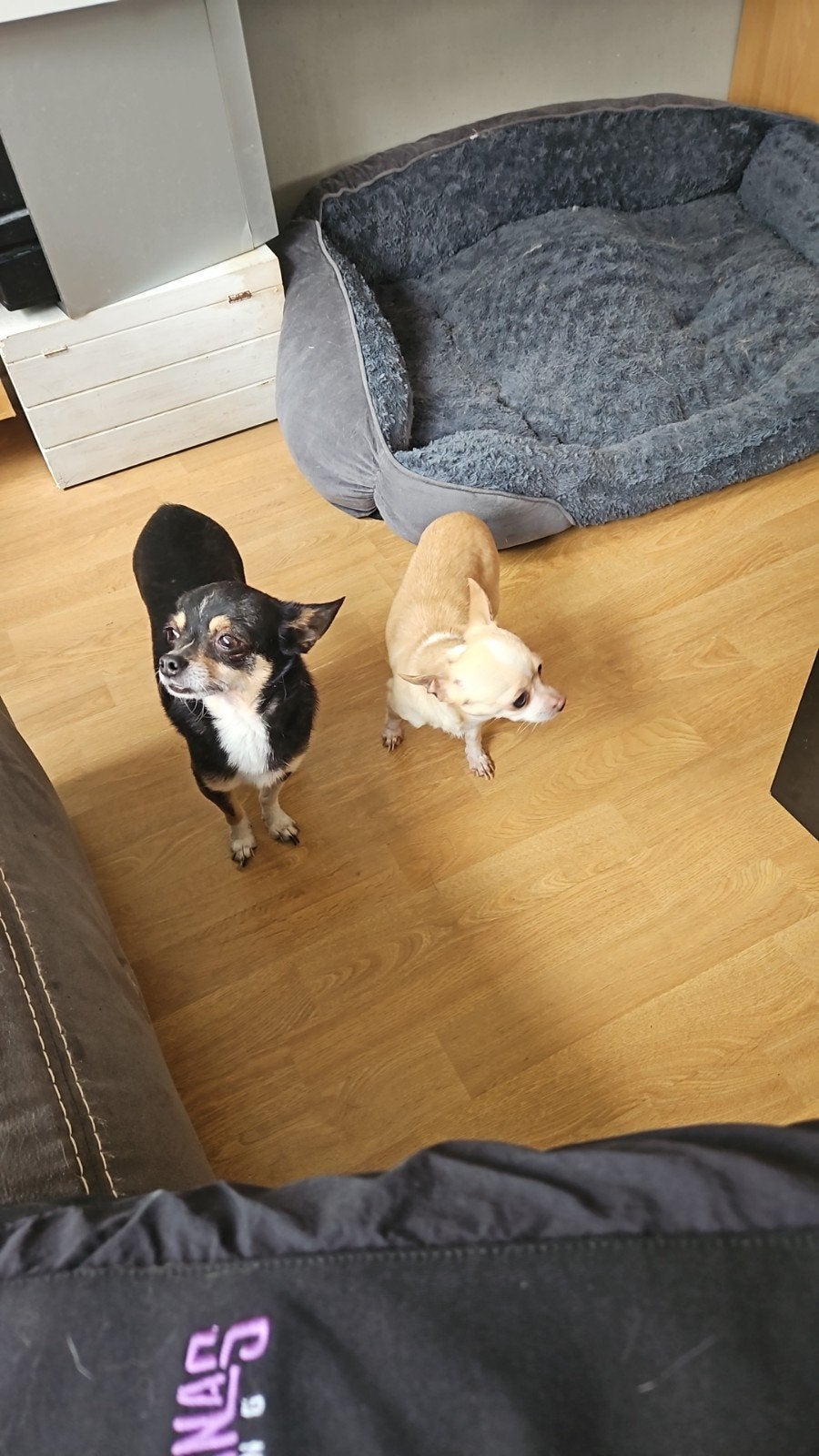 Te koop: Chihuahua teefje en reutje (broer en zus) - alleen, Meerdere dieren, Kortharig, 3 tot 5 jaar