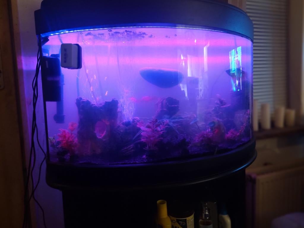 Aquarium 140L T.E.A.B., Ophalen, Inclusief vissen, Gebruikt, Gevuld zoetwateraquarium