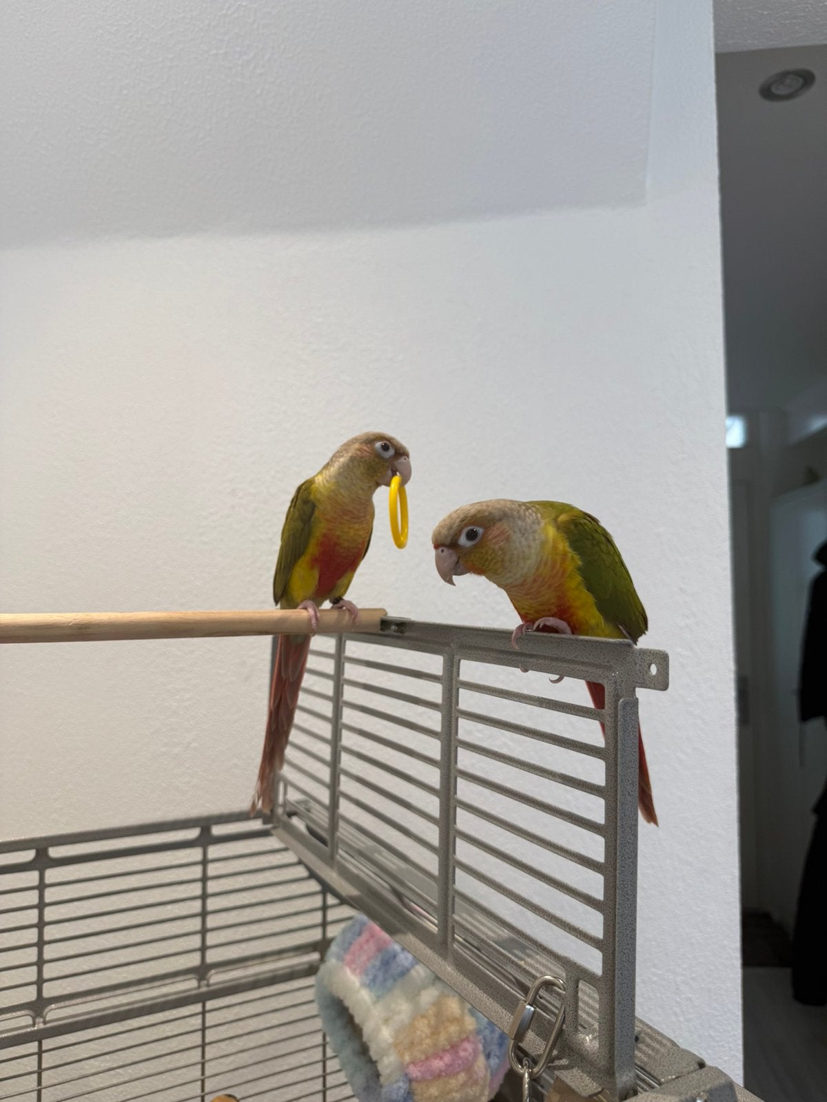 2 Pyrrhura dames met kooi te koop, Meerdere dieren, Papegaai, Tam
