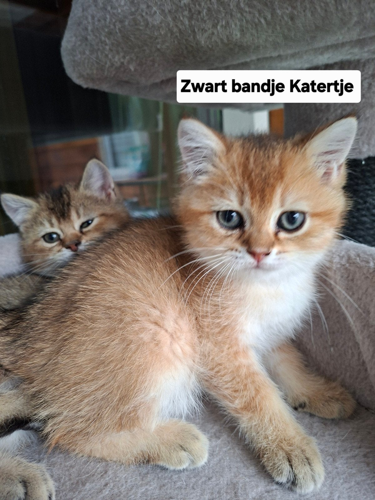 Britse Korthaar Golden kittens, Kater, Ontwormd, 0 tot 2 jaar