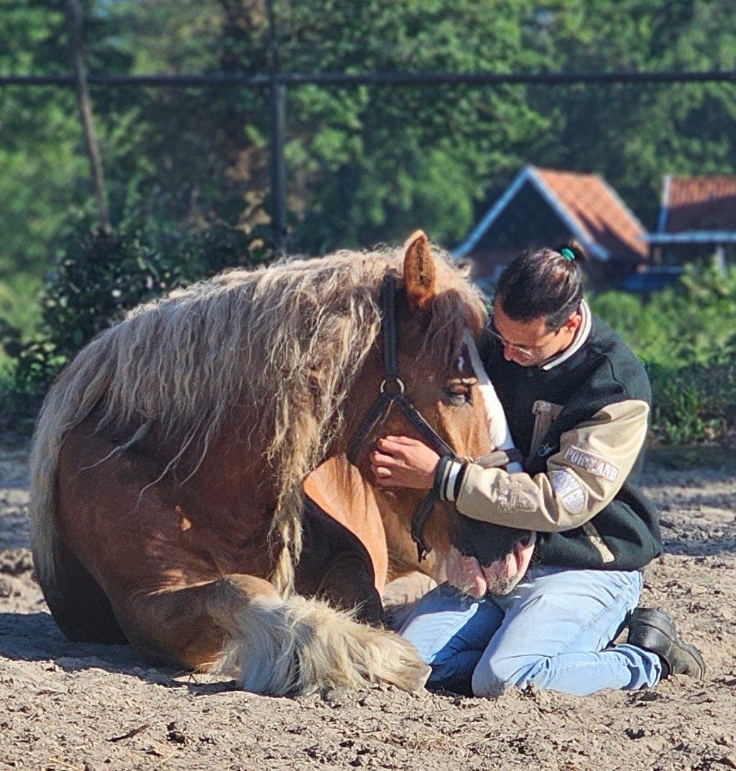 Tinker Jake zoekt nieuwe plek., Dieren en Toebehoren, Minder dan 160 cm, Met stamboom, 7 tot 10 jaar, Meerdere dieren