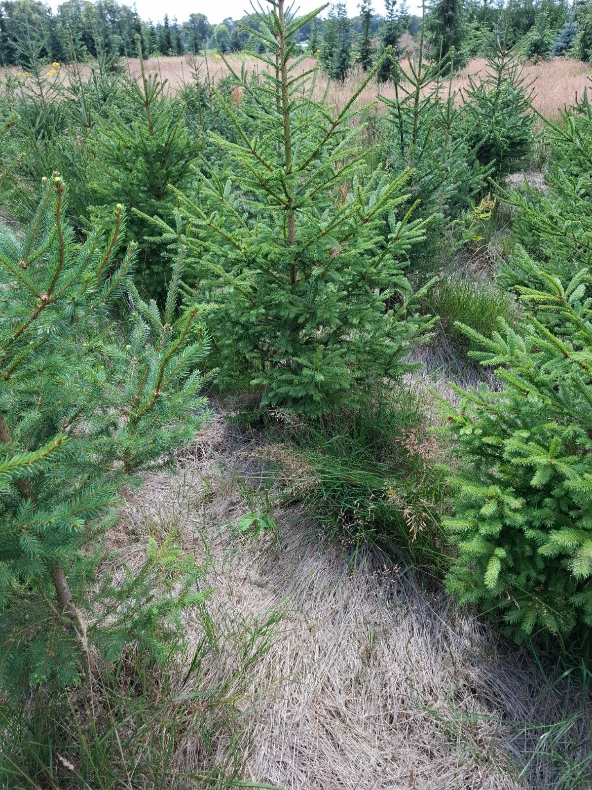 Kerstbomen, Ophalen, Overige soorten