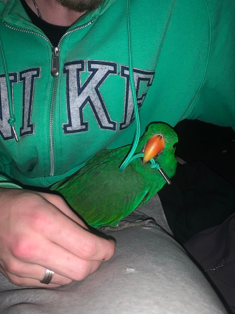Jonge Edelpapegaai man, Dieren en Toebehoren, Mannelijk, Tropenvogel, Geringd
