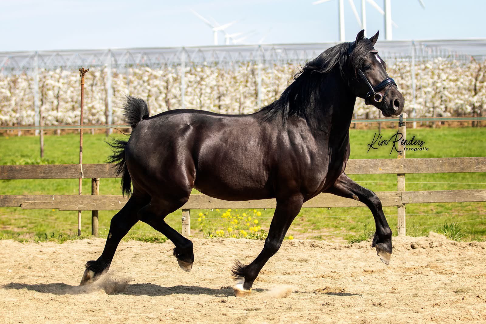 Fantastische 7 jarige welsh cob ruin, Dieren en Toebehoren, Pony's, Met stamboom, Ruin, Dressuurpony, L