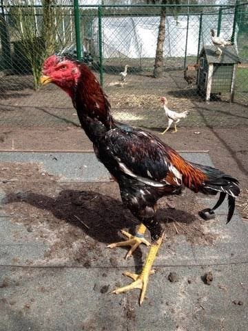 Prachtige mooie shamo kippen, Dieren en Toebehoren