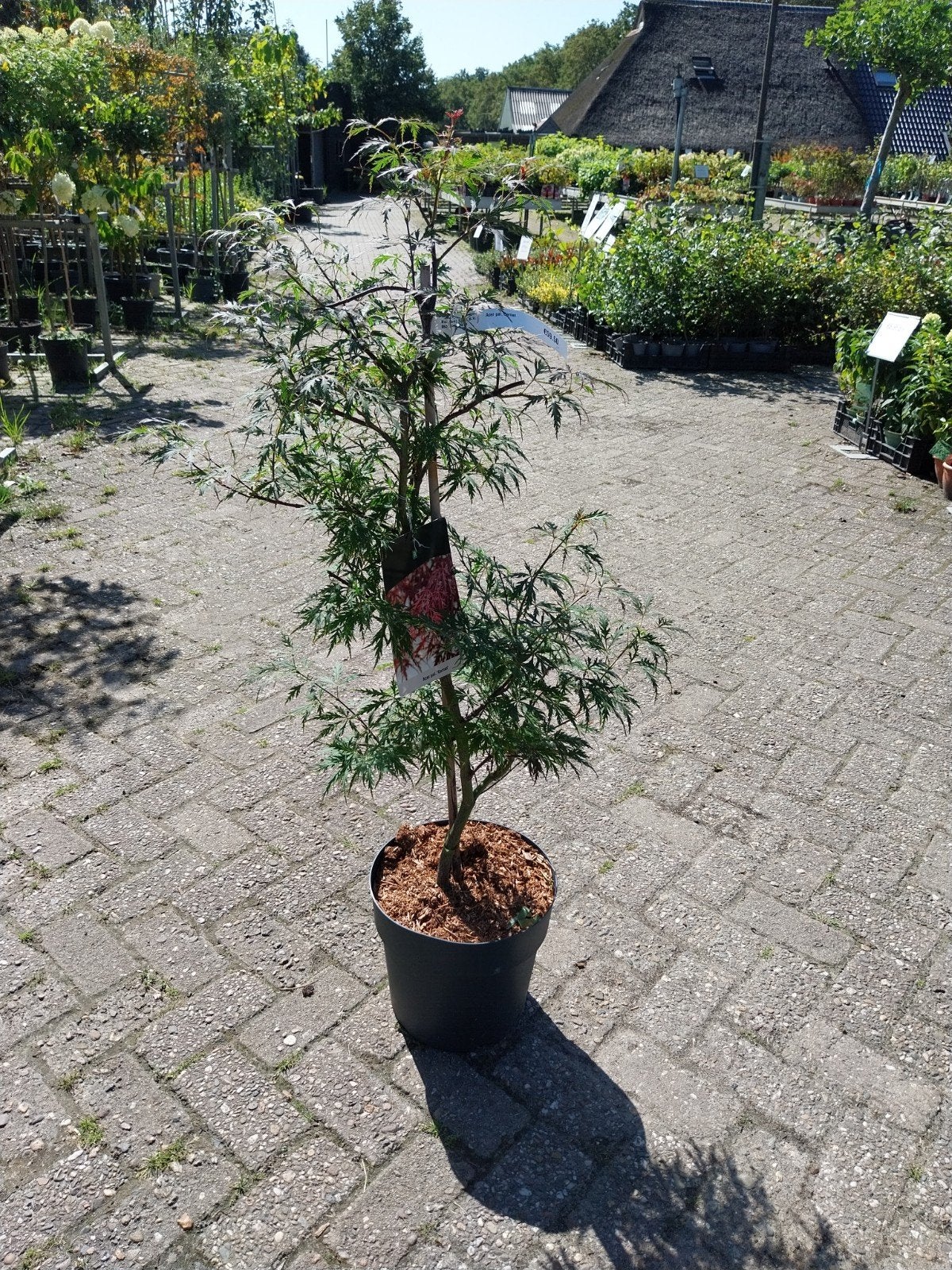 Acer Garnet - Japanse Esdoorn, Tuin en Terras, Planten | Tuinplanten, Vaste plant, Bloeit niet, Halfschaduw, Ophalen