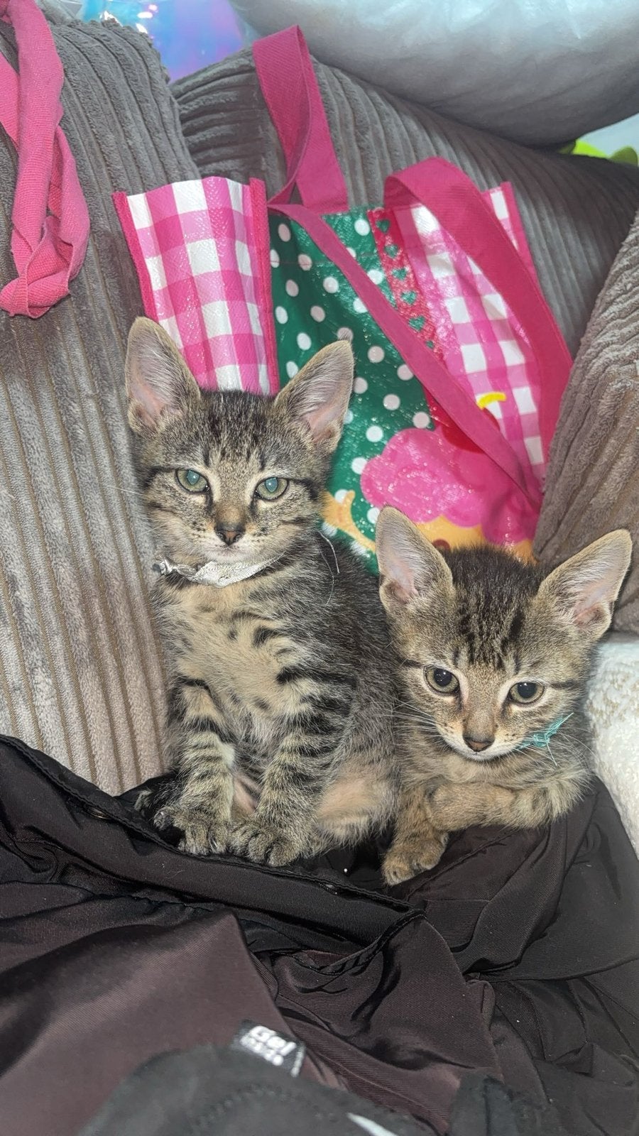 Super schattige cyperse kittens, Dieren en Toebehoren, Meerdere dieren