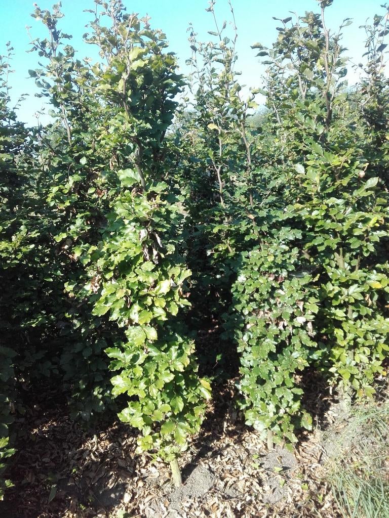 GROTE GROENE BEUKENHAAG planten Fagus Sylvatica bladhoudend, Tuin en Terras, Planten | Struiken en Hagen, Ophalen, Beukenhaag