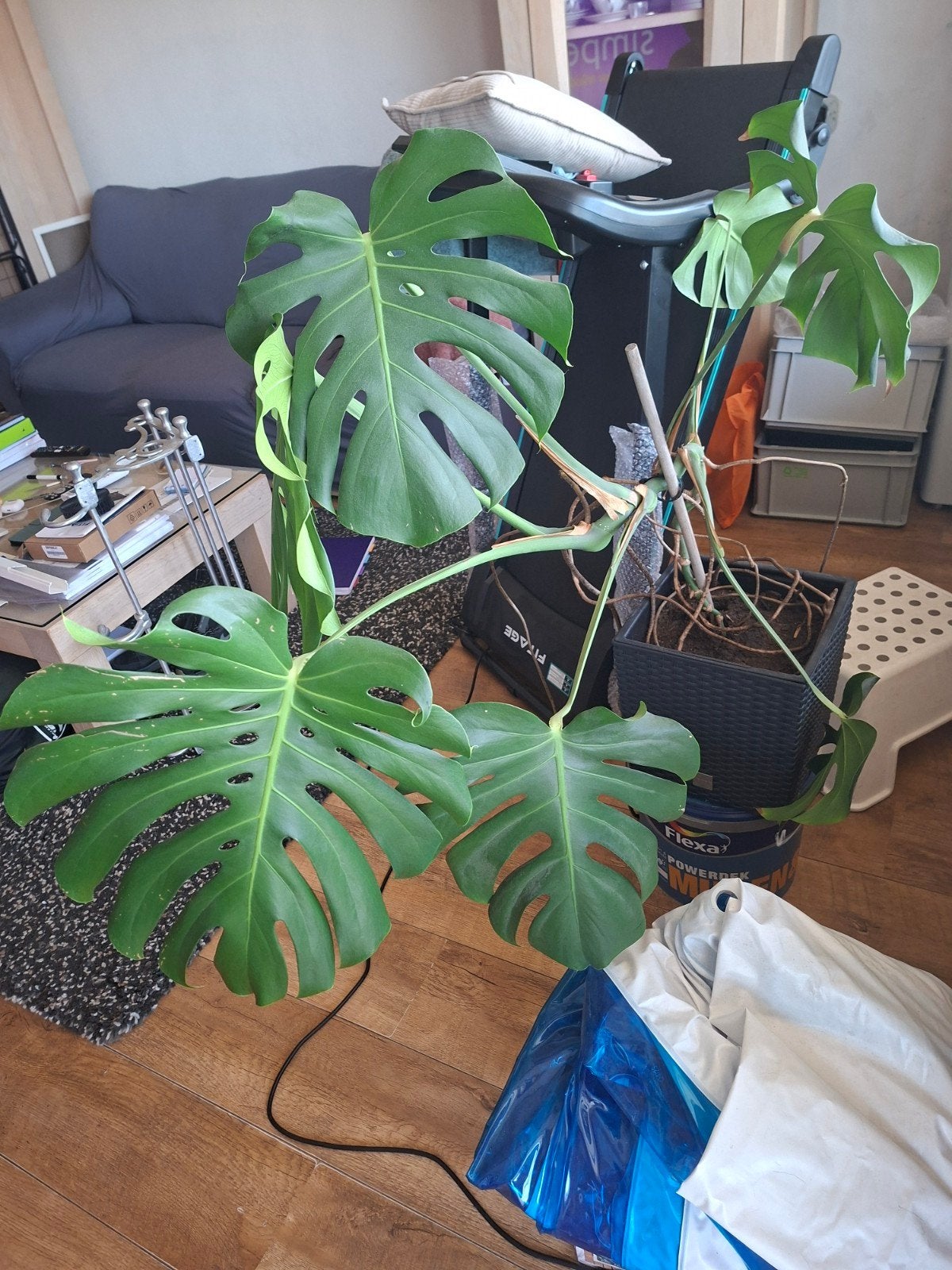 Grote Monstera Deliciosa - Kamerplant, Ophalen, 100 tot 150 cm, Overige soorten, Halfschaduw