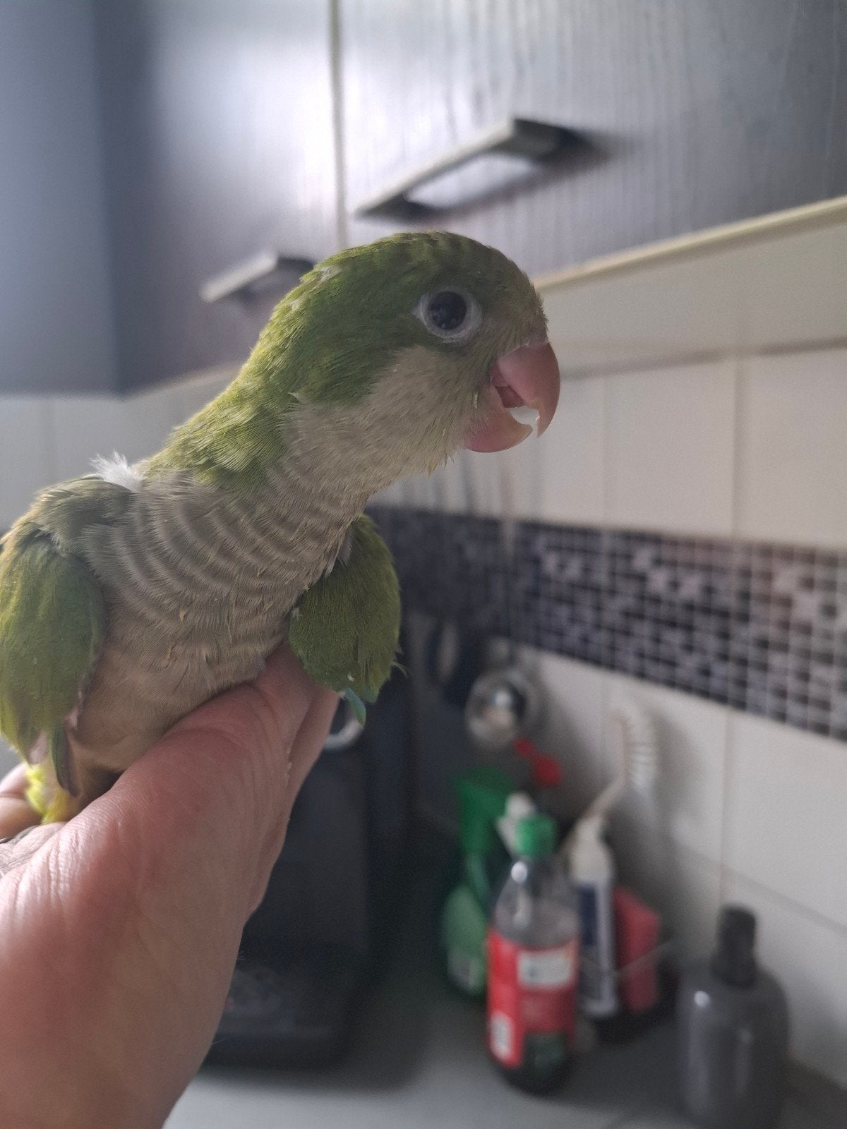 baby muisparkiet man, Mannelijk, Parkiet
