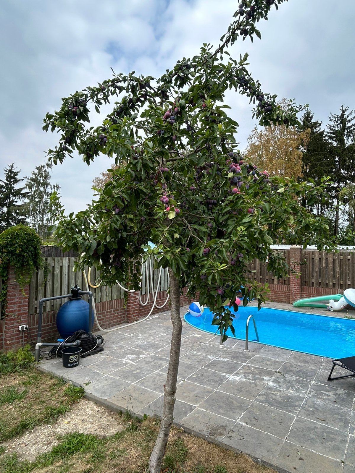 Pruimenboom GRATiS!, Tuin en Terras, Ophalen, Overige soorten, 100 tot 250 cm