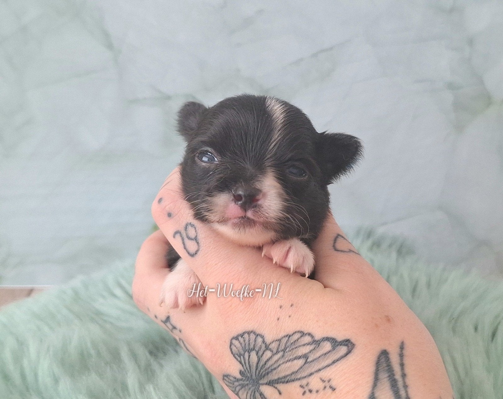 King 💙 Chihuahua (van geteste ouders), Dieren en Toebehoren, Honden | Chihuahua's en Gezelschapshonden, Parvo, Reu, 8 tot 15 weken