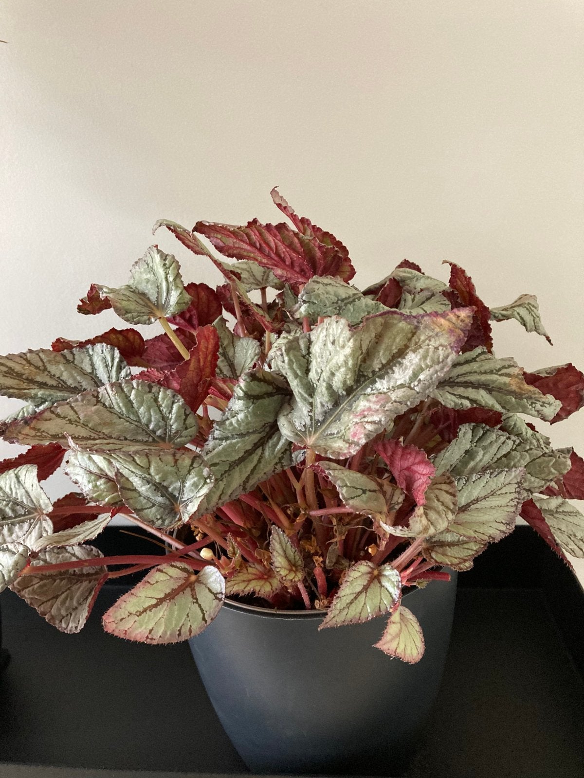 KAMERPLANT Begonia hele grote, Ophalen, Halfschaduw, Minder dan 100 cm