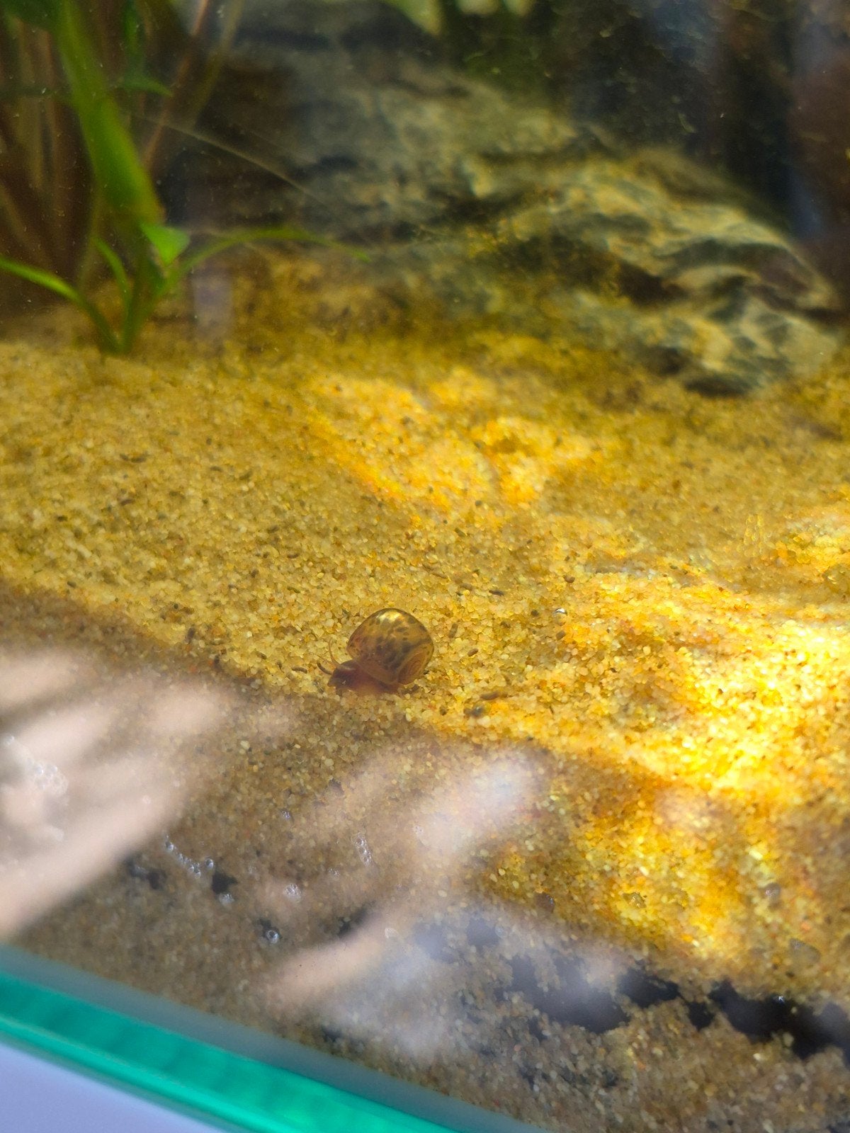 aquarium slakjes, Dieren en Toebehoren, Vissen | Aquariumvissen, Slak of Weekdier, Zoetwatervis