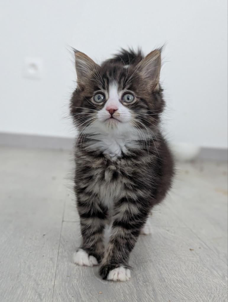 prachtige Maine Coon kittens, Kater, Ontwormd