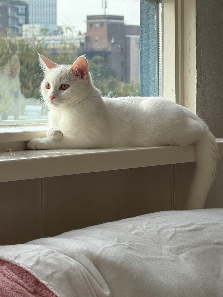 Siamees mix Britsekorthaar kater 5 maanden oud, Poes, Gechipt