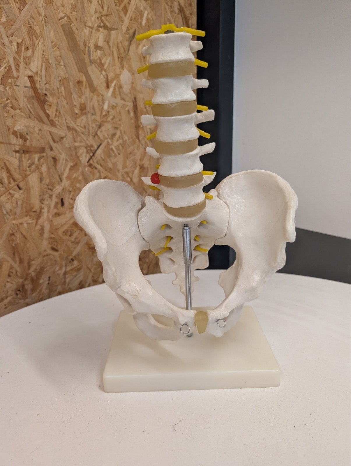 anatomisch model van de menselijke lumbale wervelkolom., Ophalen of Verzenden, Dressuur