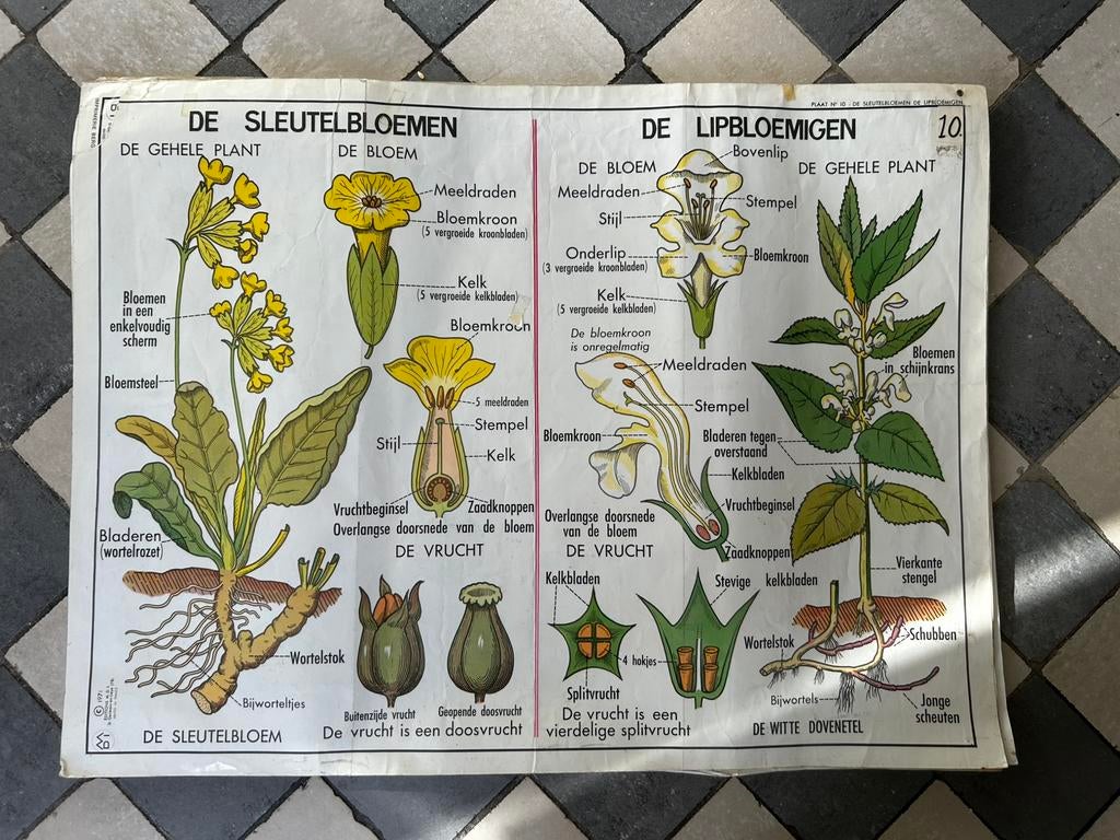 Vintage MDI papieren dubbelzijdige biologie schoolplaten., Ophalen of Verzenden, Natuur en Biologie