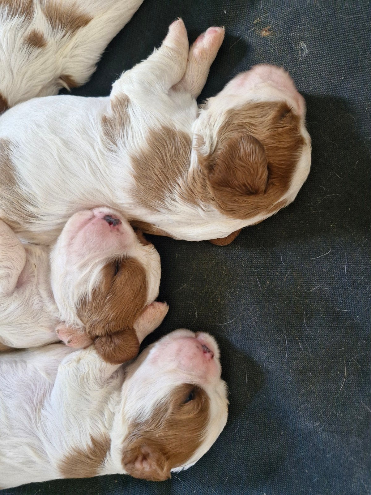 Cavalier king charles pups, 8 tot 15 weken, Meerdere, Meerdere dieren, Spaniël