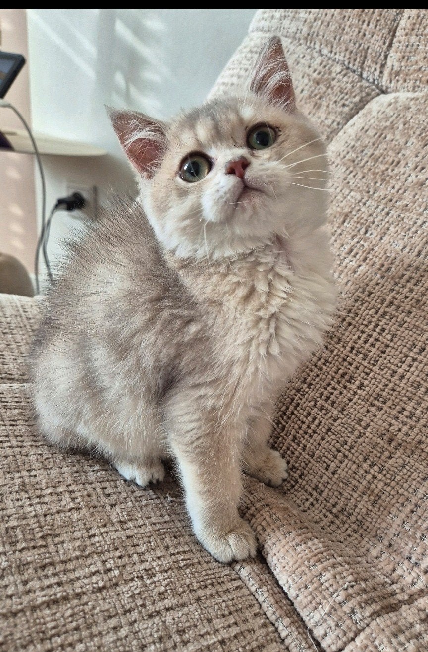 prachtige raszuivere britse korthaar kittens, Dieren en Toebehoren, Meerdere dieren, Ontwormd, 0 tot 2 jaar