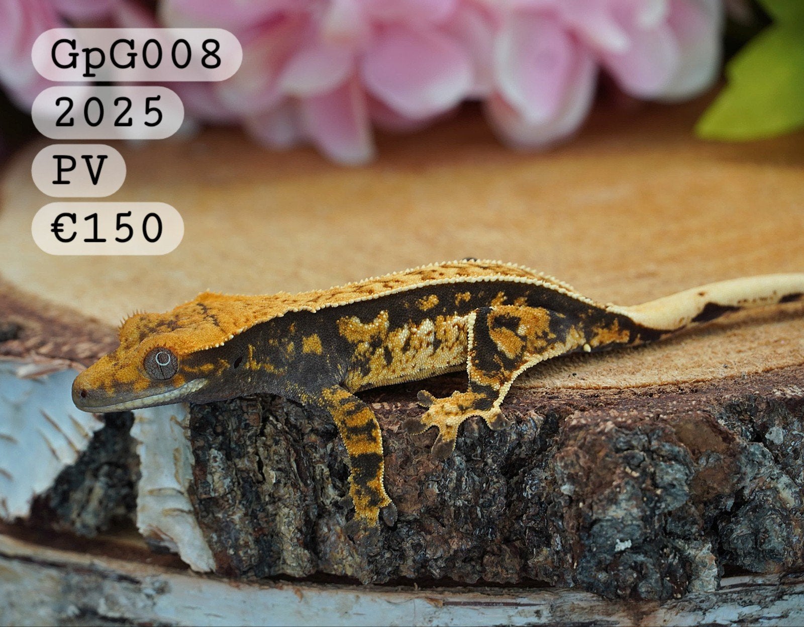 Wimpergekko C.Ciliatus, Hagedis, Tam, 0 tot 2 jaar