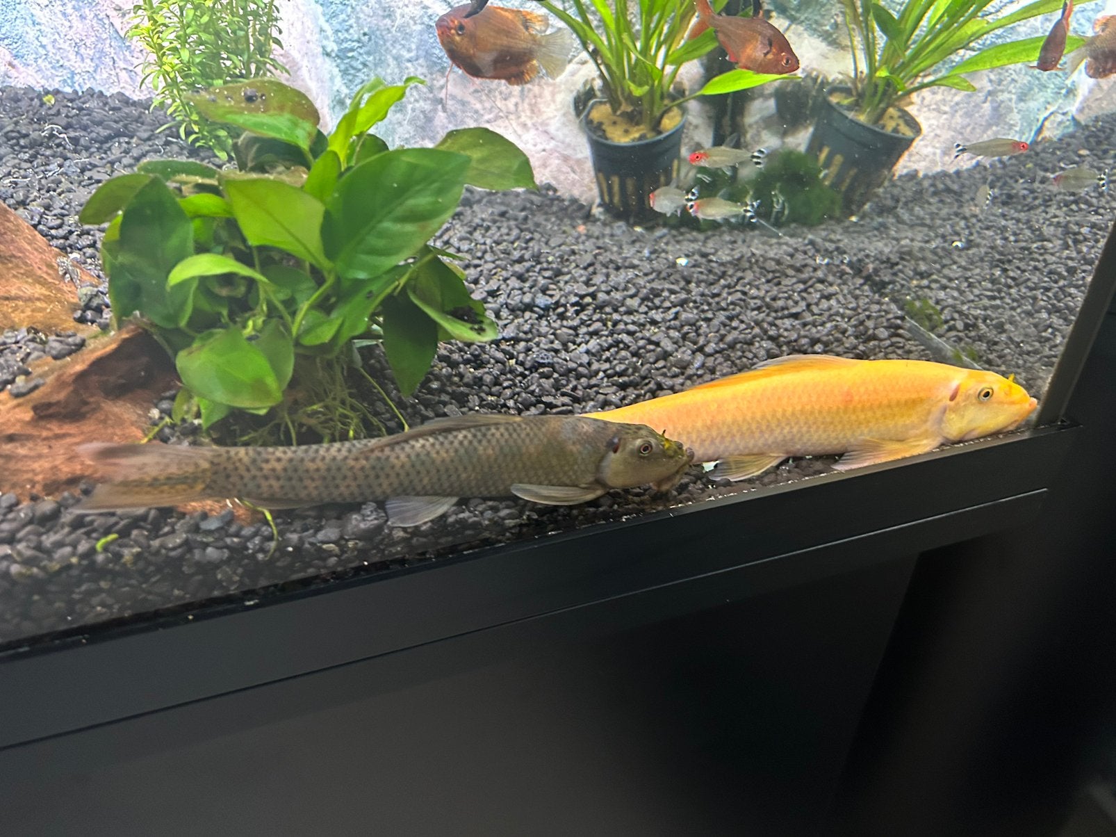 2 algeneters, Dieren en Toebehoren, Vis, Zoetwatervis