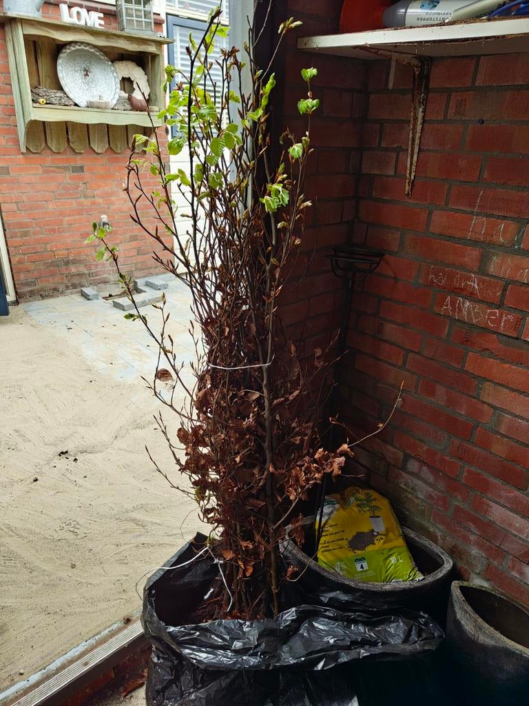 Fagus sylvatica 125-150, Ophalen, Bloeit niet, Halfschaduw, Overige soorten