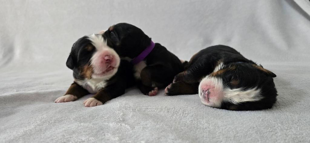 9 ontzettend mooie Berner Sennen puppy's., Dieren en Toebehoren, Honden | Bulldogs, Pinschers en Molossers, Meerdere, Meerdere dieren