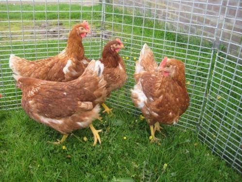 Barnevelder kippen., Dieren en Toebehoren, Pluimvee, Vrouwelijk, Kip