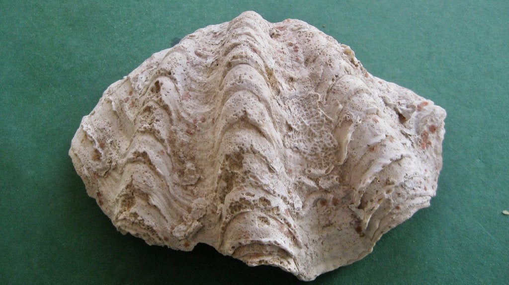 Fraaie antieke doopvontschelp, Ophalen of Verzenden, Schelp(en)