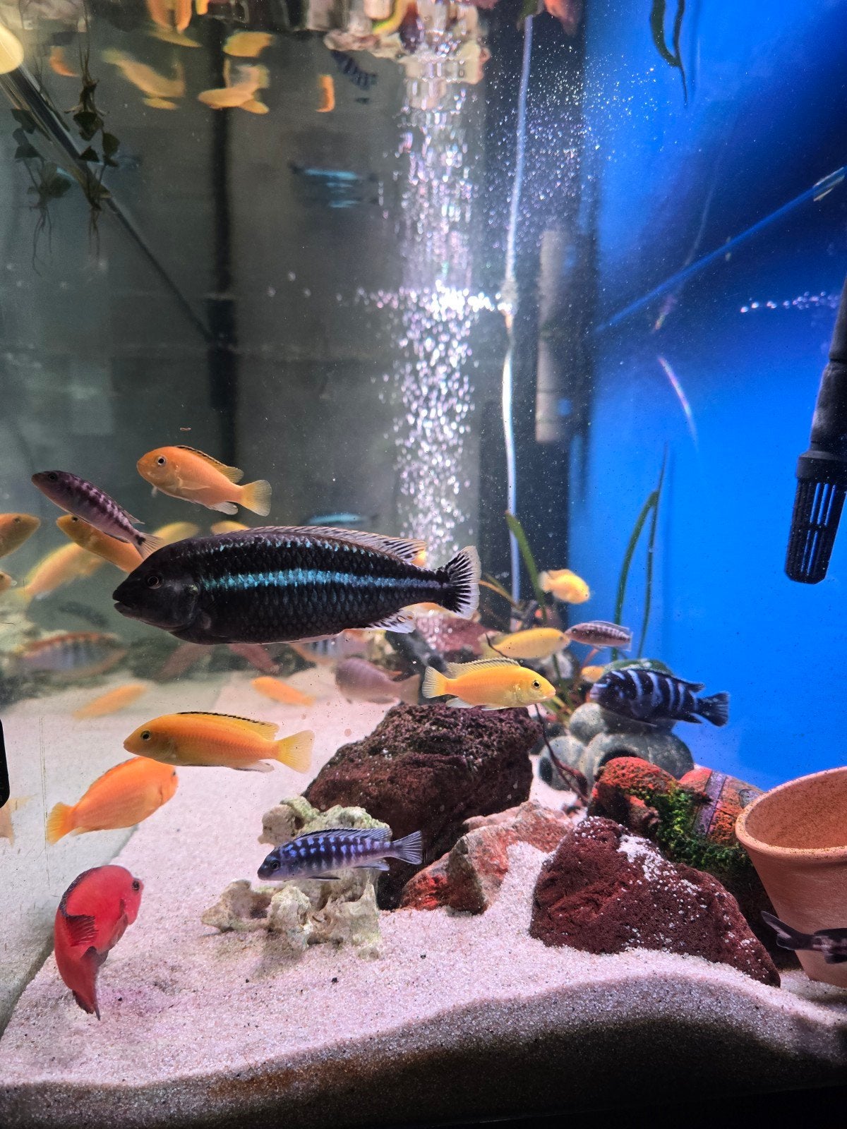 Malawi Cichlids +-50 stuks, Vis, Zoetwatervis
