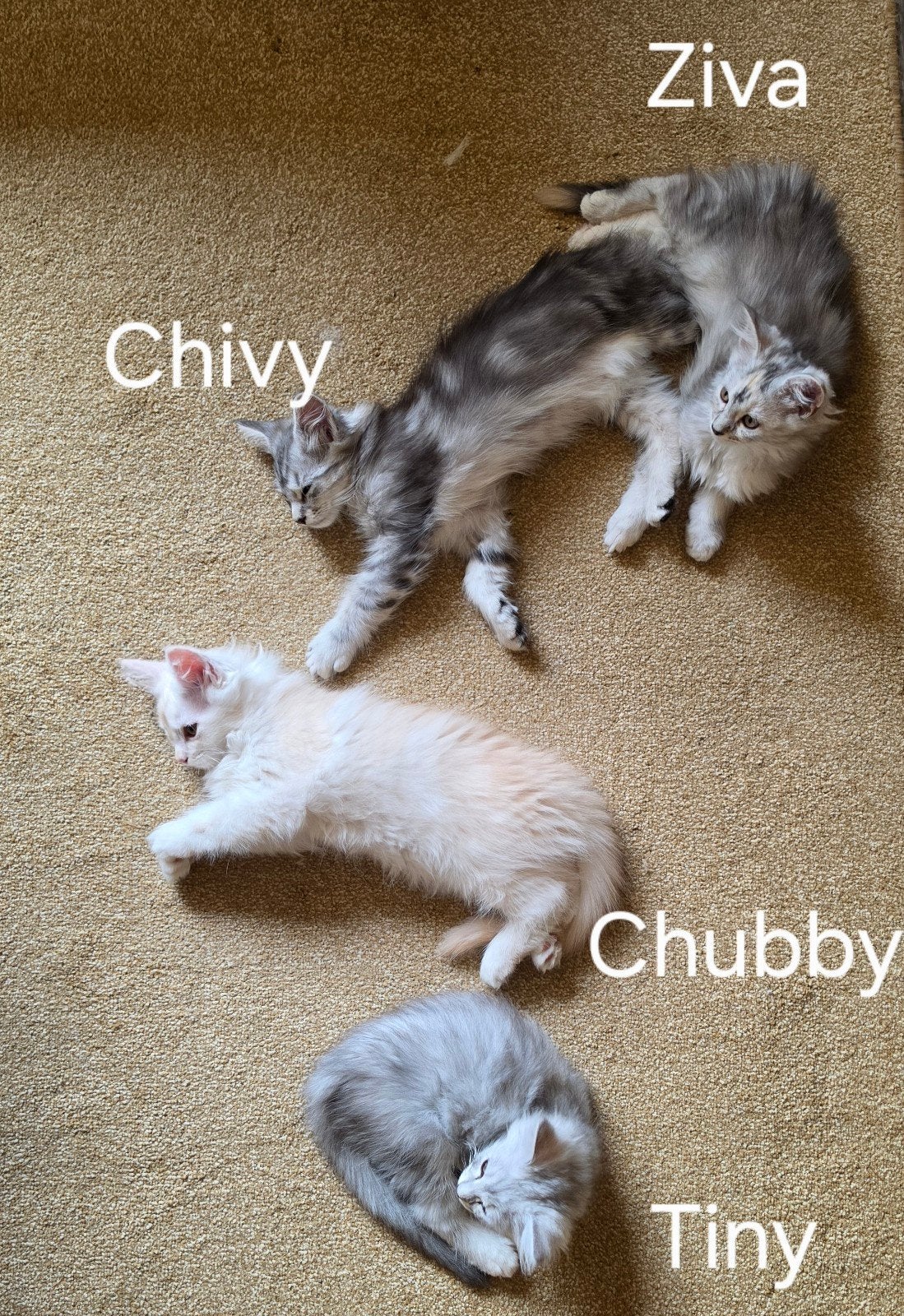 vier prachtige maine-coon kittens te koop, Dieren en Toebehoren, Meerdere dieren, Gechipt, 0 tot 2 jaar