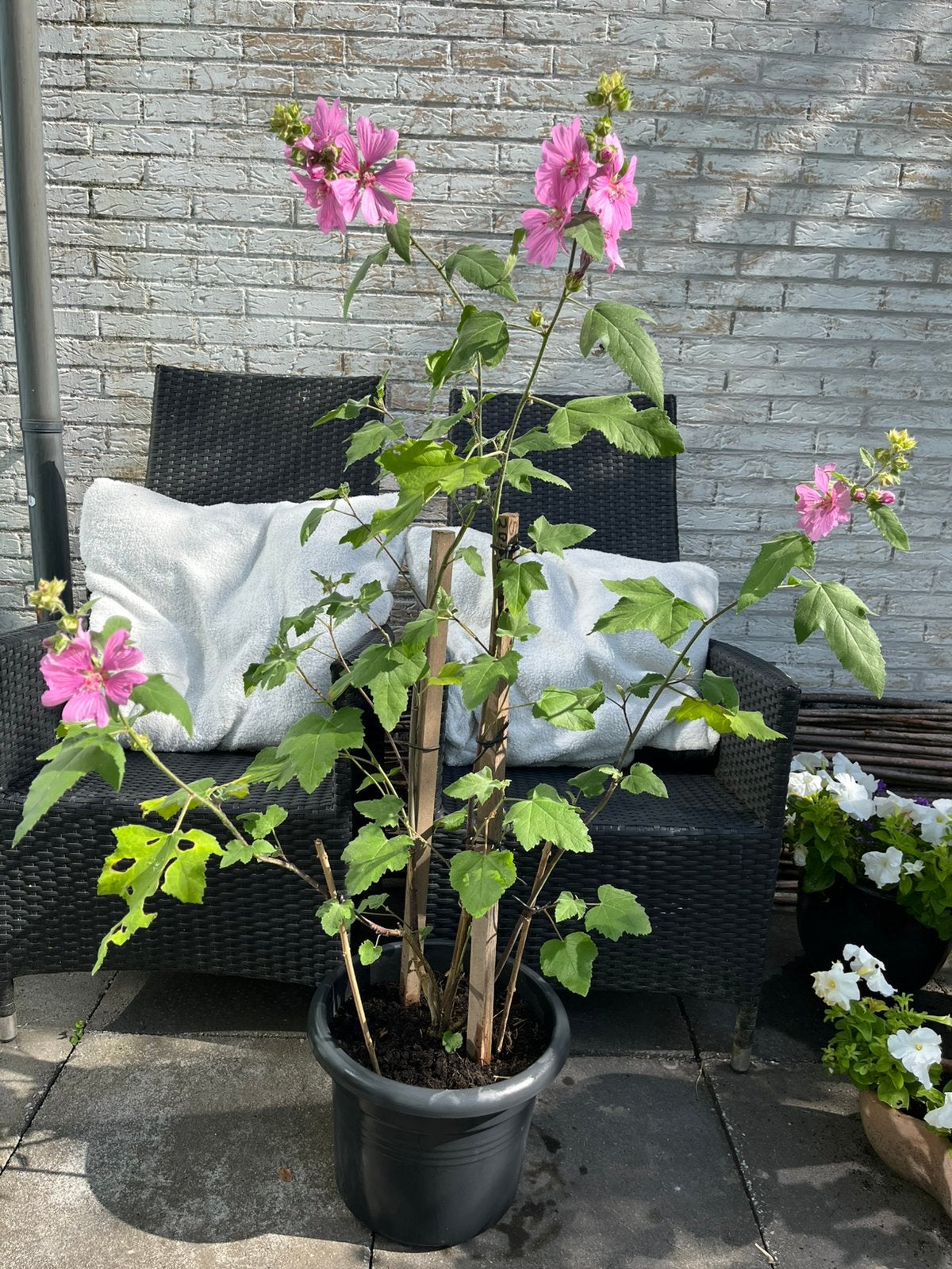 ==GAAF== Grote Hibiscusstruik roze bloemen in pot, Ophalen of Verzenden, Overige soorten, Volle zon