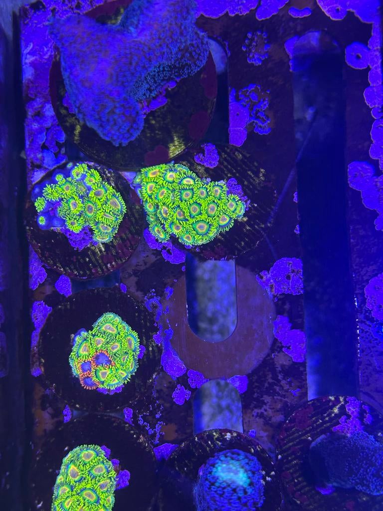 Zoanthus rasta, Dieren en Toebehoren, Ophalen, Gevuld zeewateraquarium