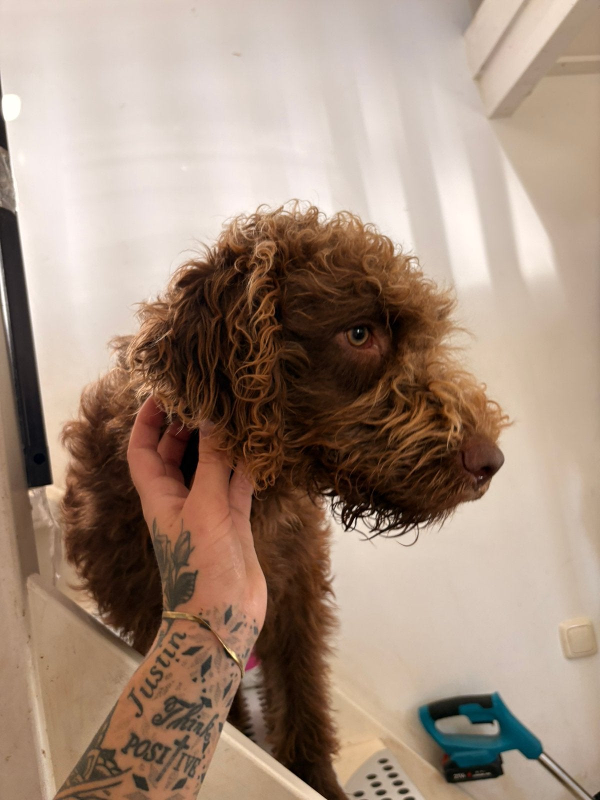 Lieve & actieve Labradoodle Mishka zoekt boerderij / erf!, 15 weken tot 1 jaar, Overige rassen, Teef, Eén hond